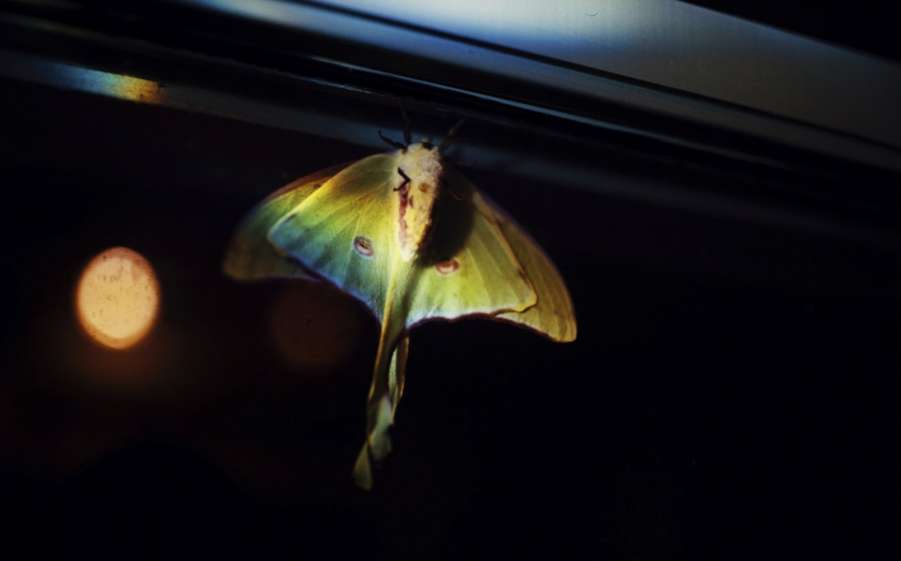 Melissa_Golden_the_journal