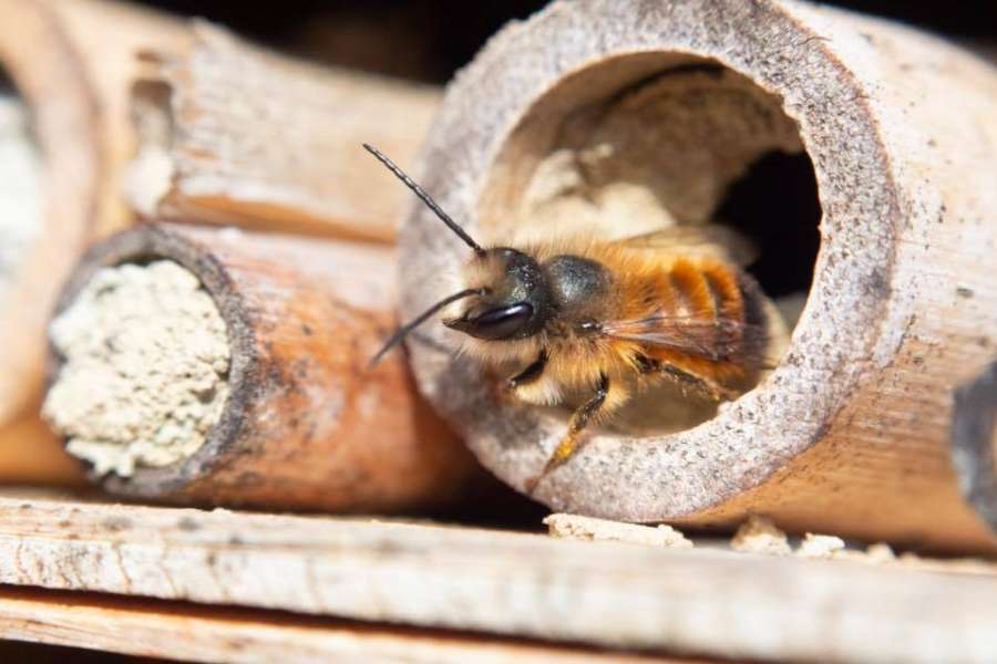 STADTKLIMA WILDBIENEN: VERBORGEN, SPEZIALISIERT, UNVERZICHTBAR